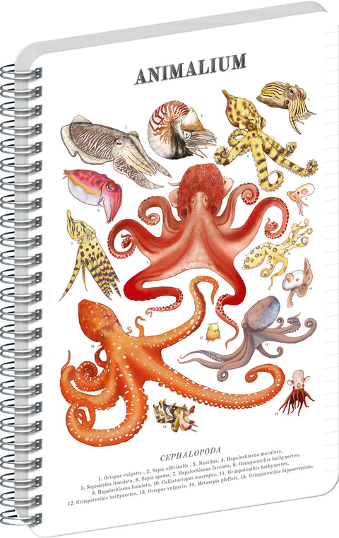 Spiralblock Animalium – Kopffüßer, liniert, A5
