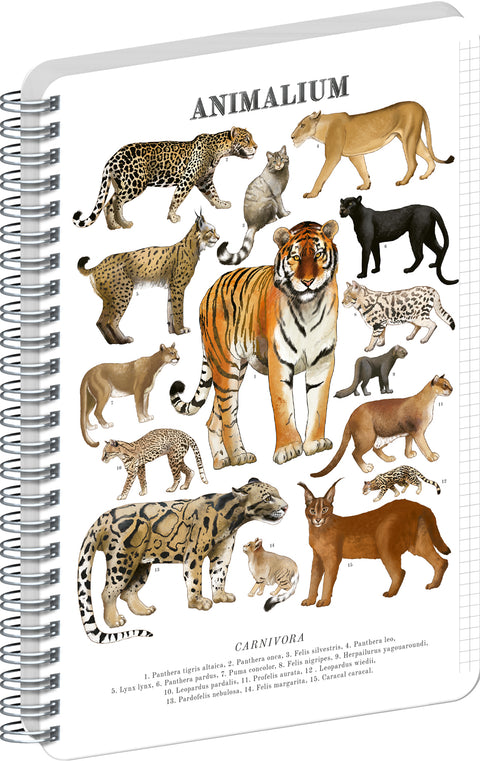 Spiralblock Animalium – Katzenartige, kariert, A4