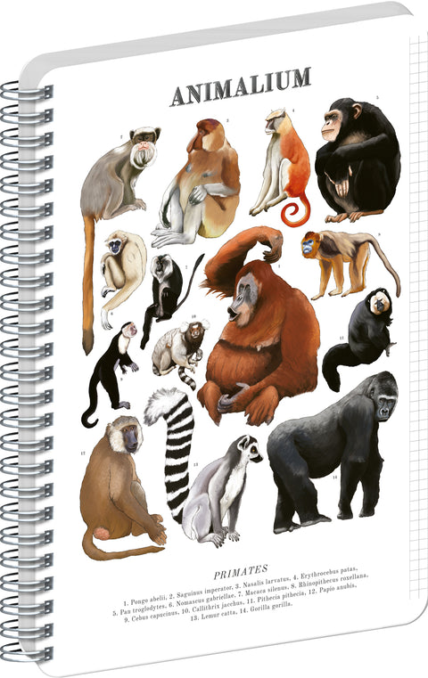 Spiralblock Animalium – Primaten, kariert, A5