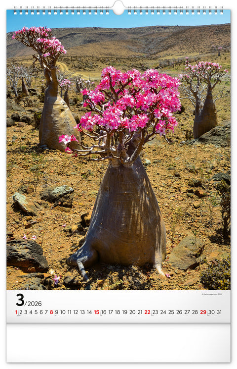 Wandkalender Bäume 2026, 33 x 46 cm