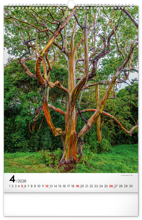 Wandkalender Bäume 2026, 33 x 46 cm