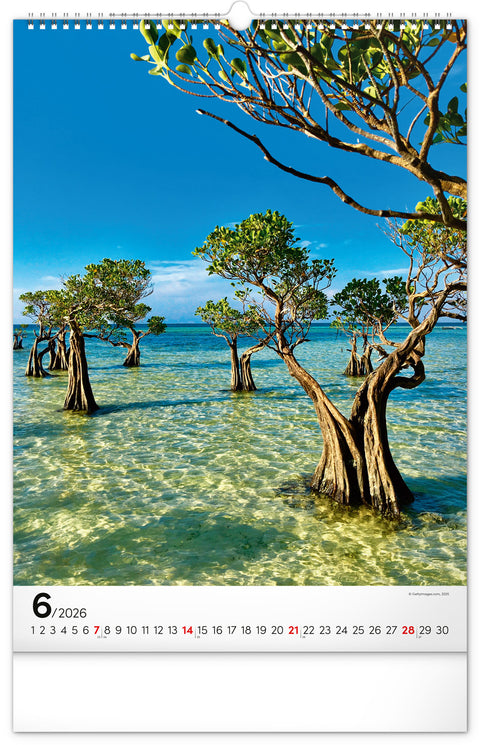 Wandkalender Bäume 2026, 33 x 46 cm