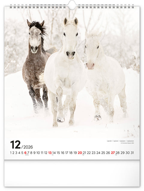 Wandkalender Pferde 2026, 30 x 34 cm