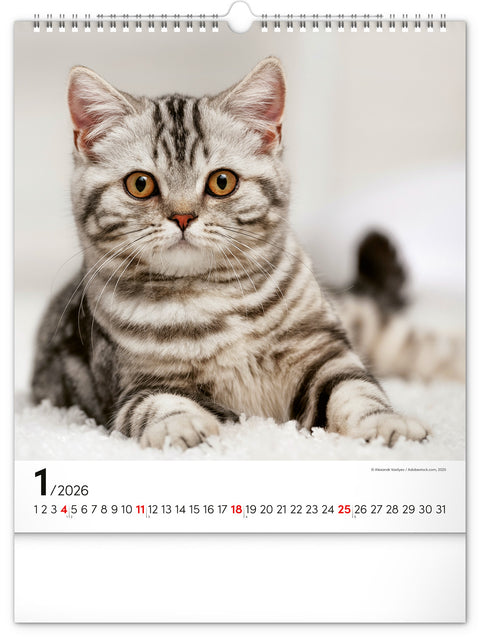 Wandkalender Katzen 2026, 30 x 34 cm