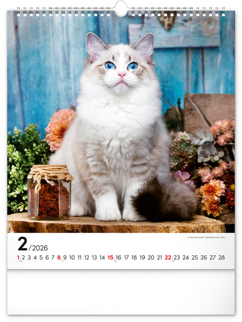 Wandkalender Katzen 2026, 30 x 34 cm