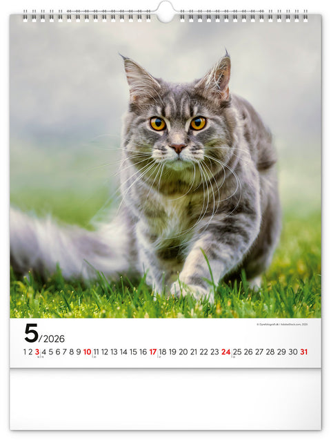 Wandkalender Katzen 2026, 30 x 34 cm