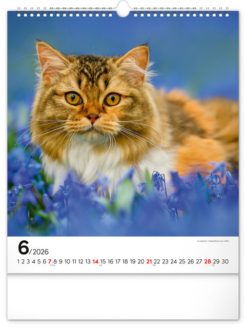 Wandkalender Katzen 2026, 30 x 34 cm