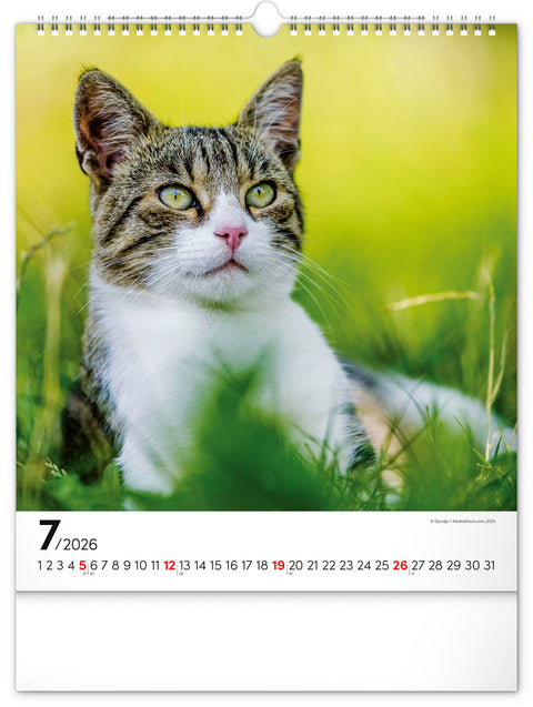 Wandkalender Katzen 2026, 30 x 34 cm