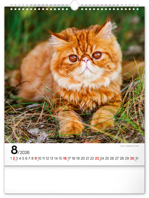 Wandkalender Katzen 2026, 30 x 34 cm