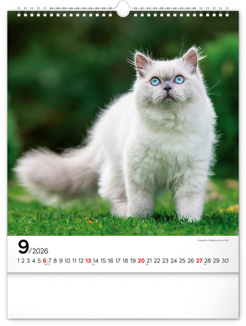 Wandkalender Katzen 2026, 30 x 34 cm