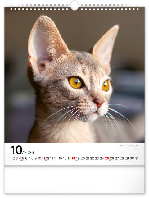 Wandkalender Katzen 2026, 30 x 34 cm