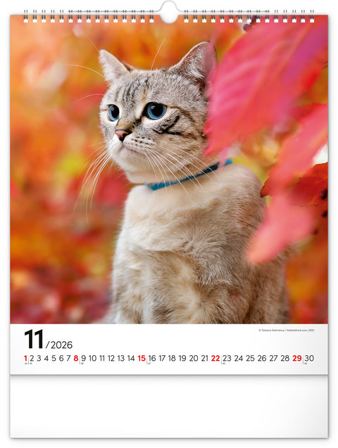 Wandkalender Katzen 2026, 30 x 34 cm