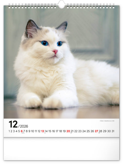 Wandkalender Katzen 2026, 30 x 34 cm