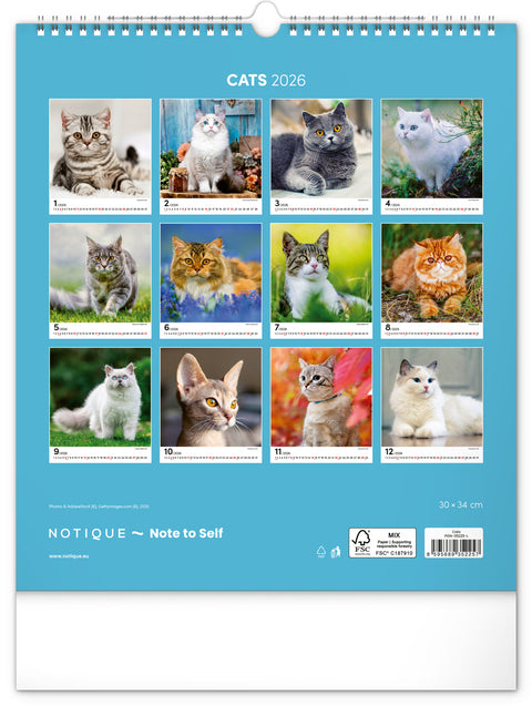 Wandkalender Katzen 2026, 30 x 34 cm