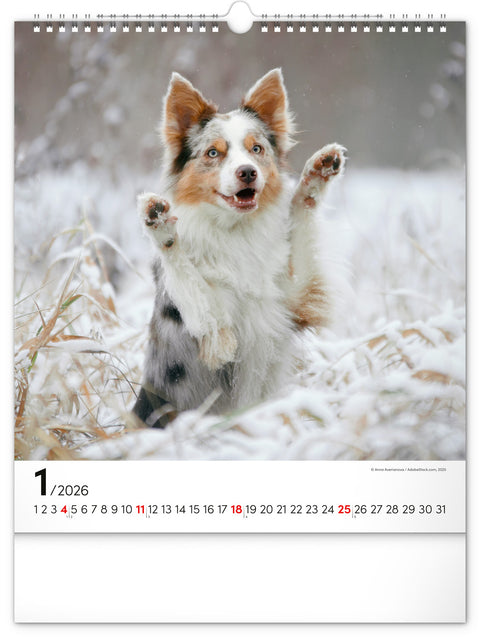Wandkalender Hunde 2026, 30 x 34 cm