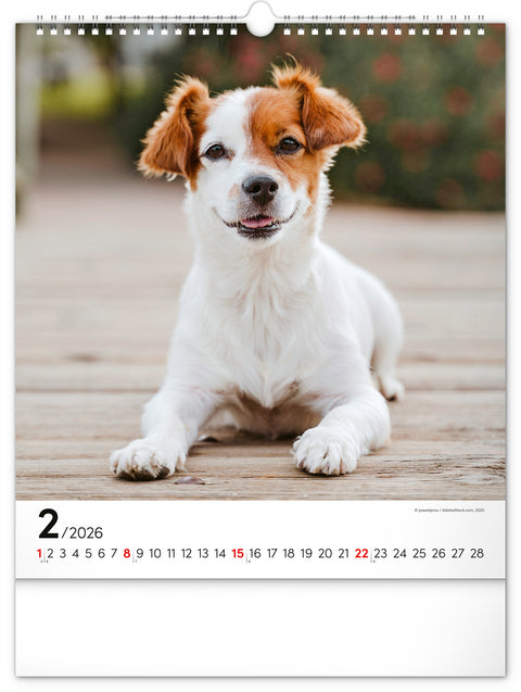 Wandkalender Hunde 2026, 30 x 34 cm