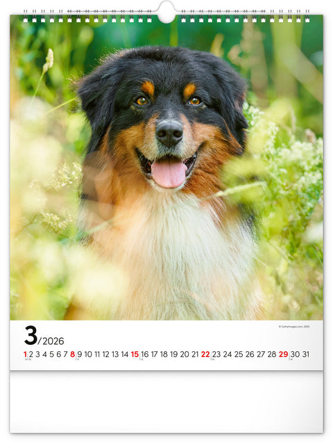 Wandkalender Hunde 2026, 30 x 34 cm