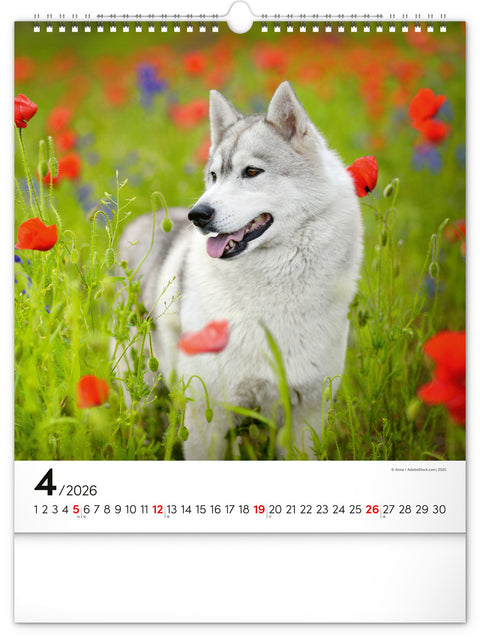 Wandkalender Hunde 2026, 30 x 34 cm