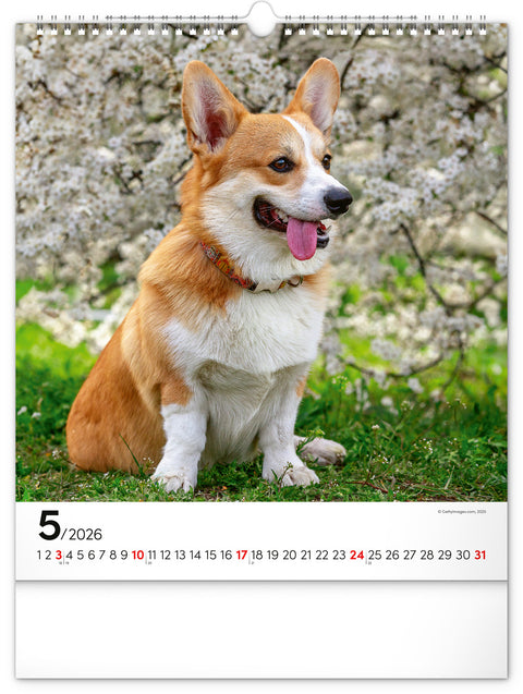 Wandkalender Hunde 2026, 30 x 34 cm