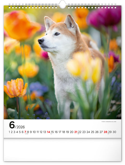 Wandkalender Hunde 2026, 30 x 34 cm