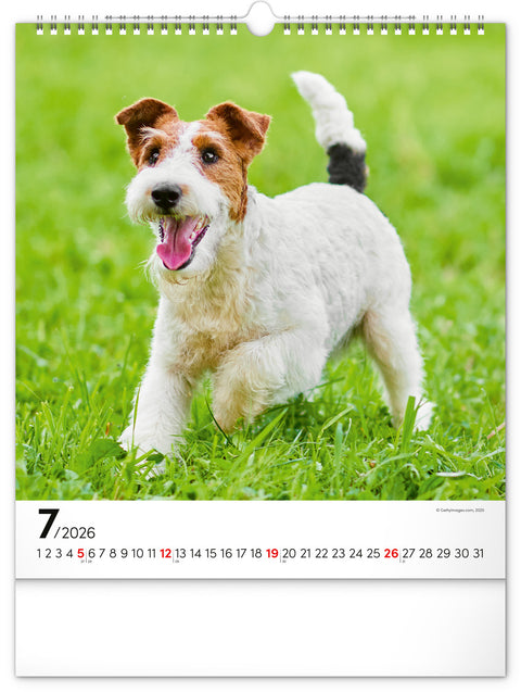 Wandkalender Hunde 2026, 30 x 34 cm
