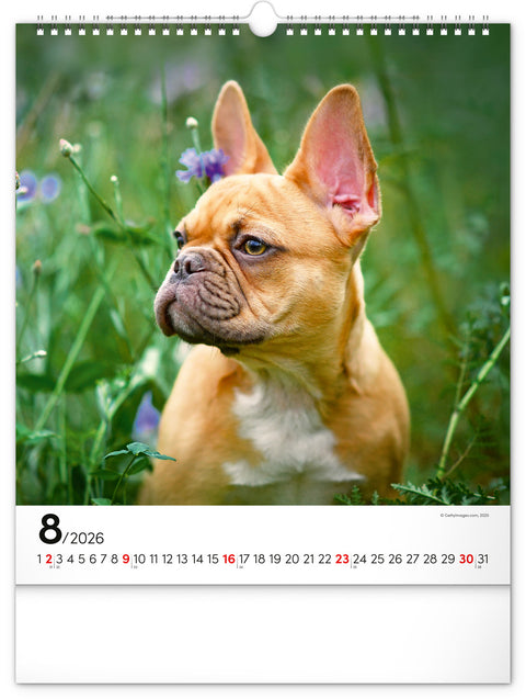 Wandkalender Hunde 2026, 30 x 34 cm