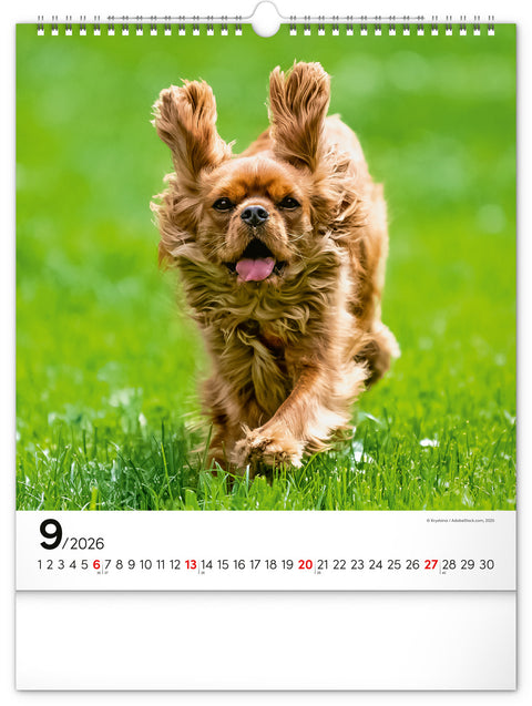 Wandkalender Hunde 2026, 30 x 34 cm