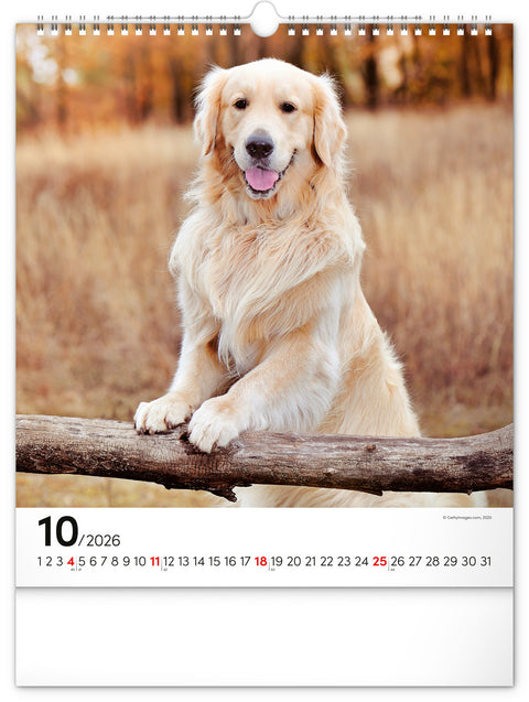 Wandkalender Hunde 2026, 30 x 34 cm