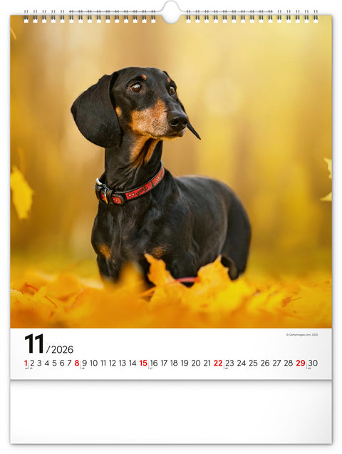 Wandkalender Hunde 2026, 30 x 34 cm