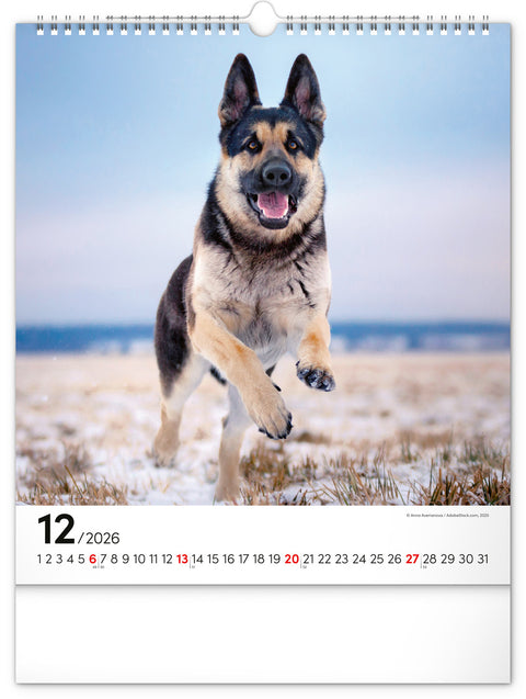 Wandkalender Hunde 2026, 30 x 34 cm