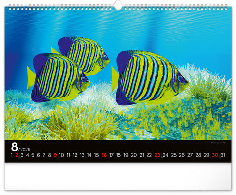 Wandkalender Unterwasserwelt 2026, 48 x 33 cm