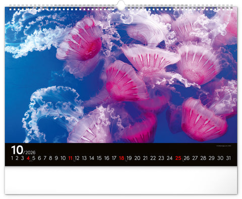 Wandkalender Unterwasserwelt 2026, 48 x 33 cm