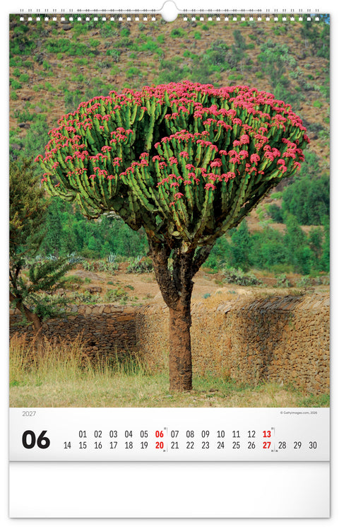 Wandkalender Bäume 2027, 33 x 46 cm