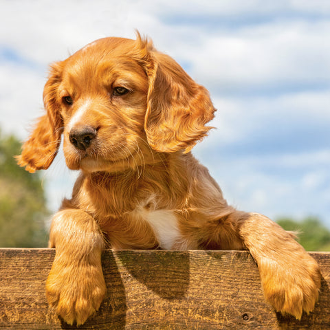 ef56e6099fb881ad2dd665473b2a6552