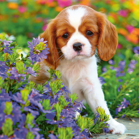 1ee83b549d2985ab992706e8ee6750ca