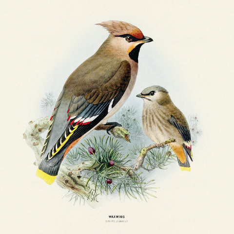 Broschürenkalender Vögel 2025, 30 x 30 cm