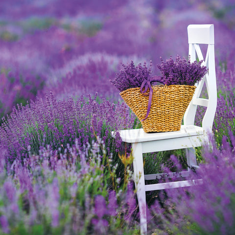 Broschürenkalender Provence 2026, 30 x 30 cm