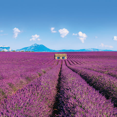 Broschürenkalender Provence 2026, 30 x 30 cm