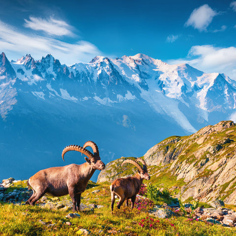 Broschürenkalender Alpen 2026, 30 x 30 cm