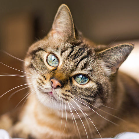 Broschürenkalender Katzen 2026, 30 x 30 cm