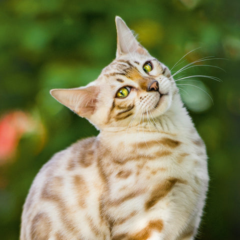 Broschürenkalender Katzen 2026, 30 x 30 cm