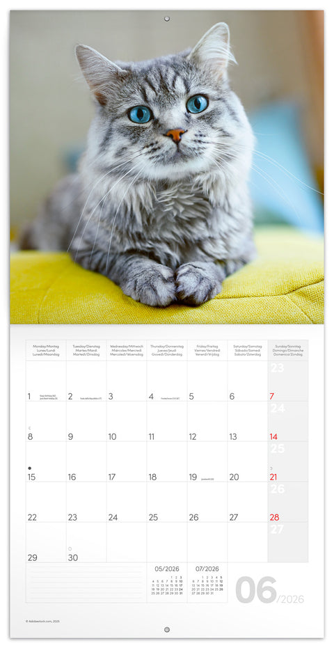 Broschürenkalender Katzen 2026, 30 x 30 cm