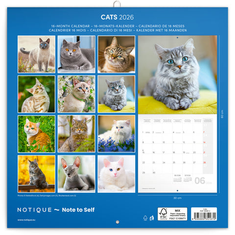Broschürenkalender Katzen 2026, 30 x 30 cm
