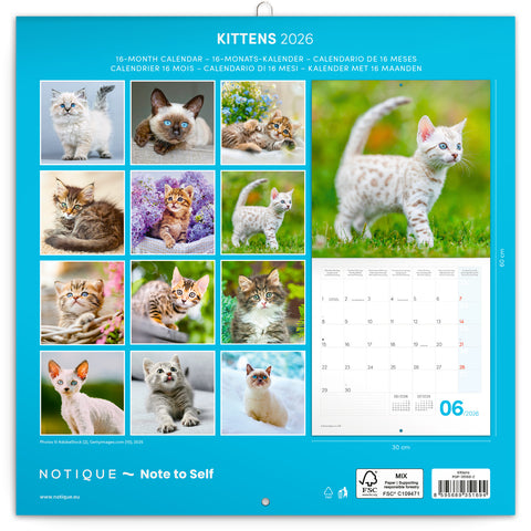 Broschürenkalender Kätzchen 2026, 30 x 30 cm