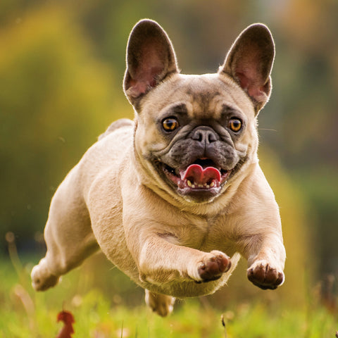 Broschürenkalender Hunde 2026, 30 x 30 cm