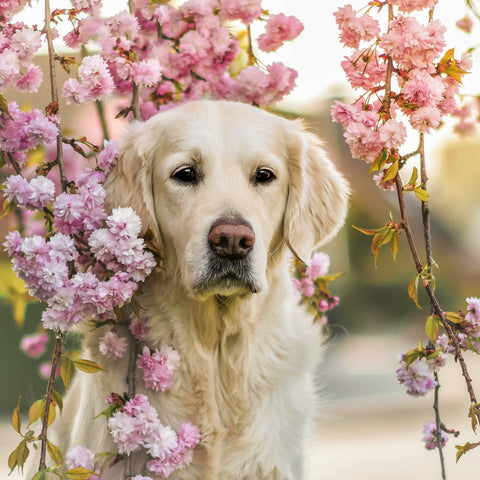 Broschürenkalender Hunde 2026, 30 x 30 cm