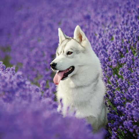 Broschürenkalender Hunde 2026, 30 x 30 cm