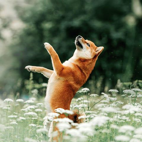 Broschürenkalender Hunde 2026, 30 x 30 cm