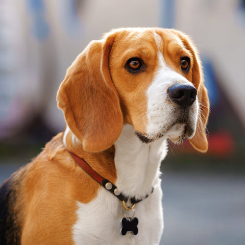 Broschürenkalender Hunde 2026, 30 x 30 cm