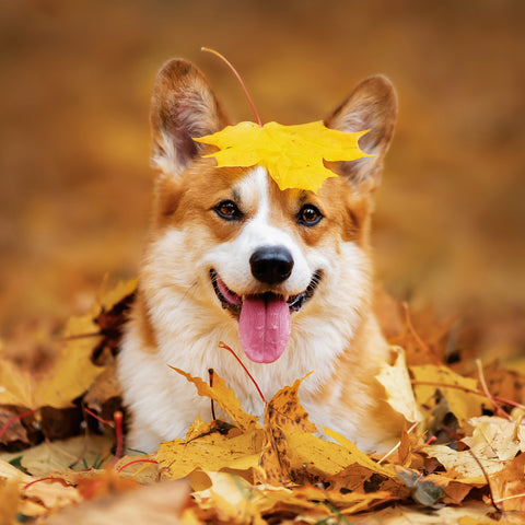 Broschürenkalender Hunde 2026, 30 x 30 cm